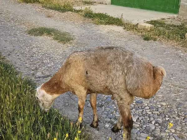 Beran, Ovce — Ázerbájdžán