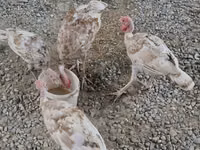 Turkeys — புகைப்படம் 3