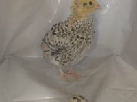 Quails — foto 6
