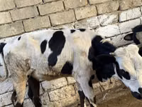 Krava, Russian Black pied cattle — foto 5