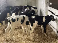 Bulle, Russian Black pied cattle — Foto 2