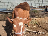 Cattle (batch, sex not specified), Simmental cattle — photo 1