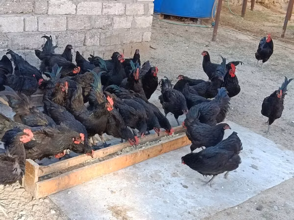 Australorp