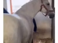 雌馬, Lipizzaner — 写真 4