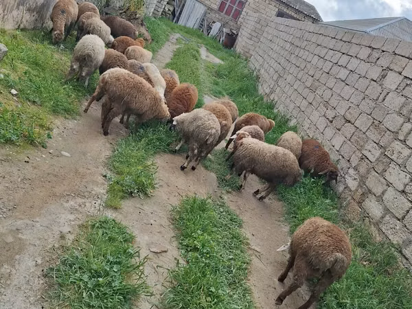 Brebis, Moutons
