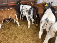 Skot (série, pohlaví neuvedeno), Simmental cattle — foto 5
