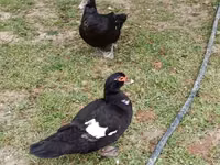 Ducks — 8-сурет