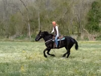 母马, Percheron — 照片 6