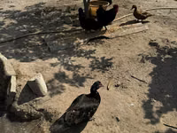 Ducks — الصورة 2