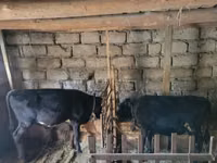 Buqa, Qoramol — 1-rasm
