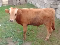 Byk, Simmental cattle — zdjęcie 2