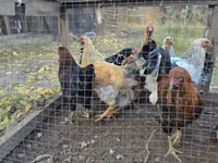 Chickens — photo 4