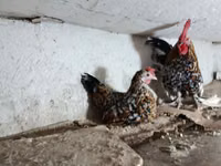 Chickens — الصورة 2