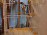 Nimfa (cockatiel) tutuquşu və qəfəs dəsti - Növ: Nimfa tutuquşu — foto 1