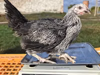 Chickens — Foto 7