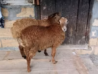 Baran, Owce — zdjęcie 2