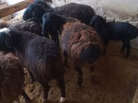 雄羊, Jaidara sheep — 写真 2