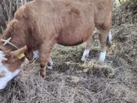 Buqa, Simmental cattle — 1-rasm