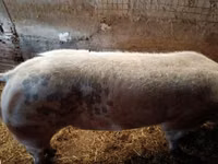 公猪, Pigs — 照片 3