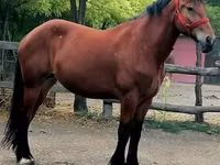 Jument, Chevaux — photo 4