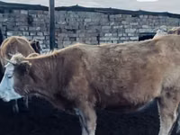母牛, Simmental cattle — 照片 2