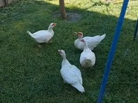 Ducks — Foto 3