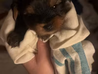 Cins: Yorkshire Terrier (yorki) balası Rəng: Qara‑tünd qəhvəyi (tan — foto 5