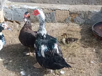 Ducks — Foto 4
