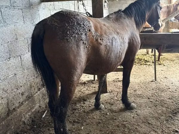 Klisna, Koně