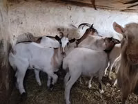 பெண் வெள்ளாடு, வெள்ளாடுகள் — புகைப்படம் 1
