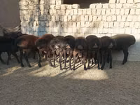 Bélier, Moutons — photo 1