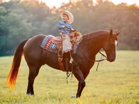ცხენი, Quarter Horse — ფოტო 7
