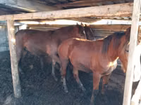 ცხენები (პარტია, სქესი არ არის მითითებული), Horse breed — ფოტო 2
