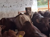 Bulle, Simmental cattle — Foto 6