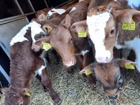 Bulle, Simmental cattle — Foto 1