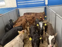 Skot (série, pohlaví neuvedeno), Simmental cattle — foto 3