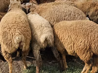 Qo‘ylar (partiya, jinsi ko‘rsatilmagan), Karabakh sheep — 2-rasm