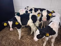 雄牛, Russian Black pied cattle — 写真 4