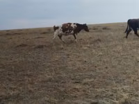 İnek, Sığır — foto 1