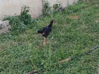 Chickens — Foto 7