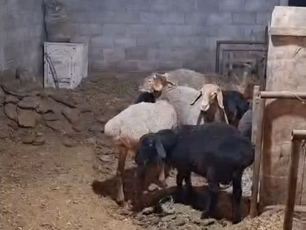 ცხვარი, ცხვრები