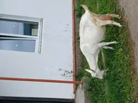 Ziege, Ziegen — Foto 6