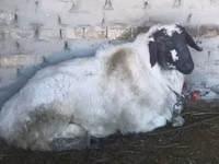 Bélier, Moutons — photo 2