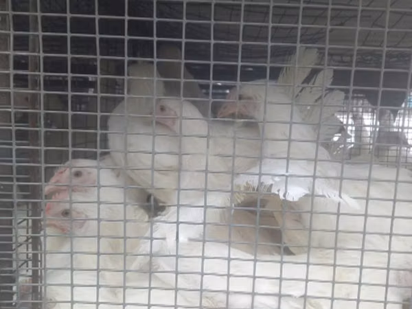 Chickens
