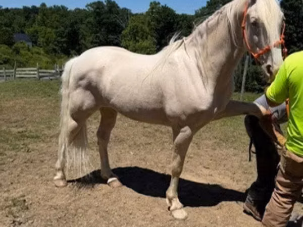 Cheval, Kentucky mountain daddle horse