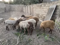 Baran, Owce — zdjęcie 5