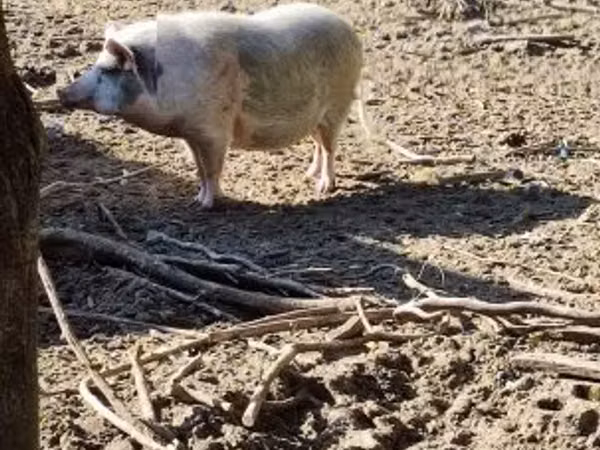 Sow, 