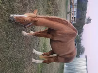 Kůň, Palomino — foto 3