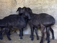 Bélier, Moutons — photo 2