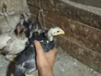 Chickens — ფოტო 2